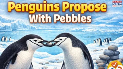 No Rings, Only Rocks: How Penguins Fall in Love