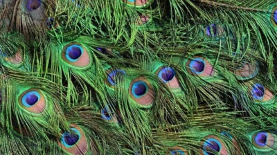 Peacock Feathers: ಮನೆಯಲ್ಲಿ ನವಿಲುಗರಿ ಇಡುವುದು ಅತ್ಯಂತ ಶುಭ; ಆದರೆ ಈ ತಪ್ಪುಗಳನ್ನ ಮಾಡಿದ್ರೆ ಸಂಕಷ್ಟ ನಿಶ್ಚಿತ