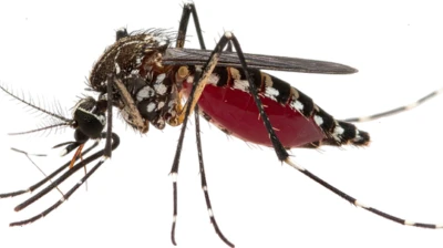 'Breakbone Fever': US CDC Warns Of Dengue Surge Across 17 Countries