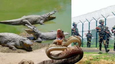 ସୀମା ଜଗିବେ ସାପ-କୁମ୍ଭୀର...