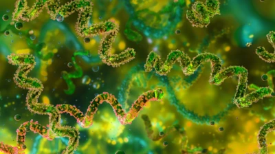 Leptospirosis: US health officials flag outbreak risk after floods in Hawaii