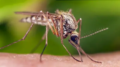 Guwahati Residents Complain of Rising Mosquito Menace