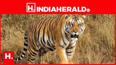 కర్నూలు జిల్లాలో పెద్ద పులి అలజడి