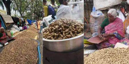 Bengaluru's annual Kadlekai Parishe is back with a nutty crunch of history and harvest