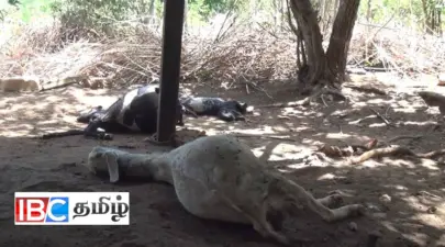 யாழில் அதிகாலை வேளை திடீரென புகுந்தது சருகுபுலி - பறிபோயின ஒன்பது உயிர்கள்
