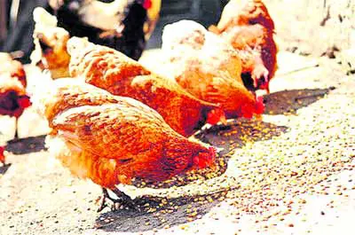 పౌల్ట్రీ రంగానికి సోయా చిక్కులు!