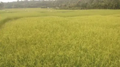 പ്രളയ ഭീതി; വിരിപ്പു കൃഷിക്കു വിട നല്കി കോടാലിയിലെ കര്ഷകര്