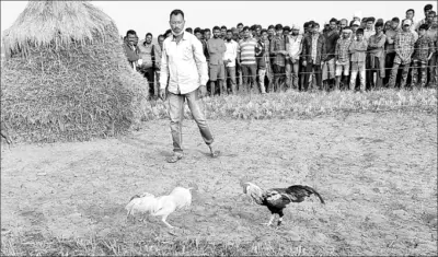 ବାଜିରେ ଲାଗୁଛି ପକ୍ଷୀଙ୍କ ଜୀବନ