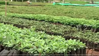 గ్రామాలలో 5 లక్షల మొక్కలు నాటే దిశగా..