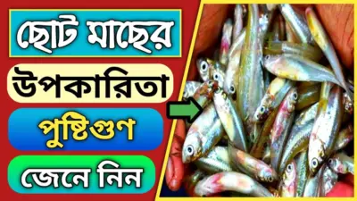 ছোট মাছের উপকারিতা এবং পুষ্টিগুণ
