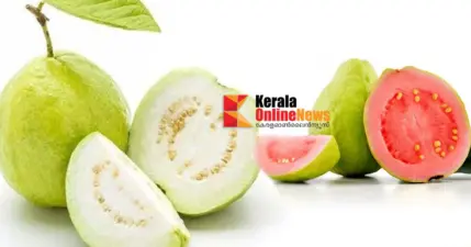 'പേരയ്ക്ക' കഴിക്കൂ; പലതുണ്ട് ഗുണങ്ങള്