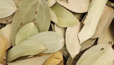 तमालपत्राचे 'कमाल' फायदे! मधुमेह आणि हृदयरोगाबरोबरच तणावासाठीही ठरते वरदान
