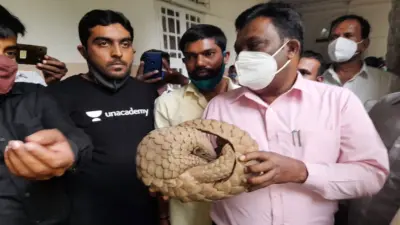 ಅಪರೂಪದ ಚಿಪ್ಪು ಹಂದಿ ರಕ್ಷಣೆ