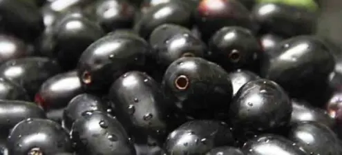 Jamun Fruit: ಈ ರೀತಿನ ಆರೋಗ್ಯ ಸಮಸ್ಯೆಯುಳ್ಳವರು ನೇರಳೆ ಹಣ್ಣು ತಿನ್ನಬಾರದು..!