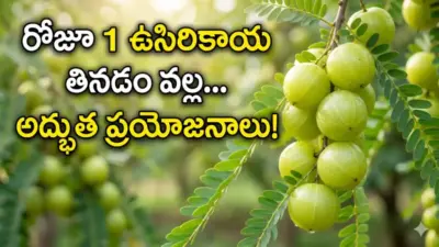 రోజుకో 'ఉసిరికాయ' తింటే మీ శరీరంలో జరిగే అద్భుతాలు ఇవే.. అసలు నమ్మలేరు!