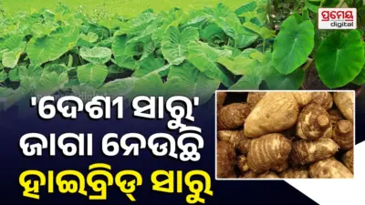 Desi Colocasia cultivation: ହଜିଗଲାଣି 'ଦେଶୀ ସାରୁ' ମହକ; ମିଳୁନି ବିହନ, ବଢ଼ୁଛି ହାଇବ୍ରିଡ୍ ସାରୁ ଚାଷ