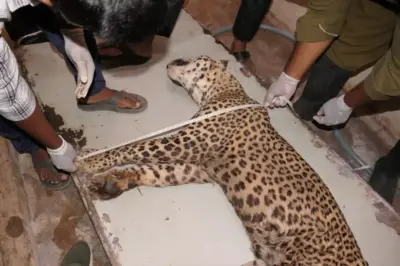 Andhra Pradesh: Three Big Cats Die At Tirupati Zoo Within A Month