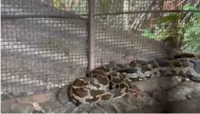 ആലപ്പുഴയില് വീട്ടിലെ കോഴിക്കൂട്ടില് കയറി കൂറ്റൻ പെരുമ്പാമ്പ്; നിരവധി കോഴികളെ വിഴുങ്ങി