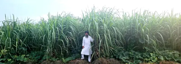 ਖੇਤੀ ਦੇ ਕੁਦਰਤੀਕਰਨ ਦਾ ਮੂਲ ਮੰਤਰ: ਆਕਾਸ਼, ਪਾਣੀ ਅਤੇ ਸਮੇਂ ਦਾ ਸੁਮੇਲ/ ਅਵਤਾਰ ਸਿੰਘ