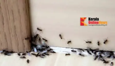 അടുക്കളയില് ഉറുമ്പ് ശല്യമോ? കുരുമുളകുപൊടി കൊണ്ട് എളുപ്പത്തില് പരിഹരിക്കാം