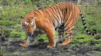 మన్యం అడవుల్లో పెద్దపులి సంచారం కలకలం