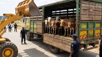 मालेगाव येथे बकरी ईदच्या काळात ९०६ गोवंशियांना जीवदान : २५७ गोतस्करांविरुद्ध गुन्हा नोंद !