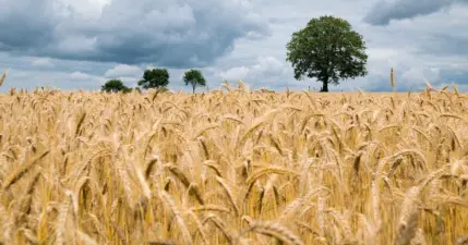 आज का गेहूँ मंडी रेट (10 जून 2026)