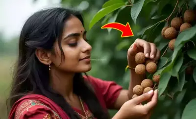 मामूली सा दिखने वाला रीठा बवासीर का सिर्फ 7 दिन में जड़ से कर देगा सफाया, ऐसे ही इसके 55 अद्भुत फायदे जान चौंक जाएंगे आप