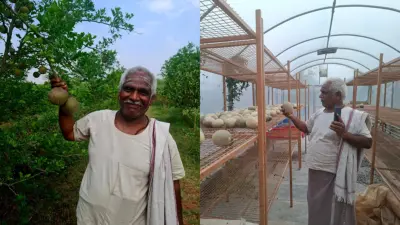 ಅನ್ನದ ಬಟ್ಟಲು: ಮಳೆ ಕೊರತೆಯ ಹುಲಿಕೆರೆಯಲ್ಲಿ 'ಹಣ್ಣಿನ ತೋಟ' ಅರಳಿದ್ದು ಹೇಗೆ?
