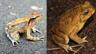 தவளை மற்றும் தேரையின் வாழ்க்கை முறை வேறுபாடுகள் தெரியுமா?