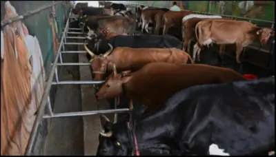 Tamil Nadu moves SC against Madras HC's ban on cow slaughter, says it 'contradicts existing state laws', details