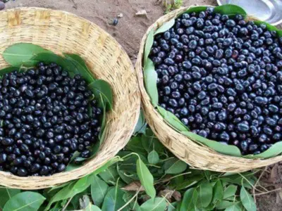 நாவல் பழங்கள் குவியக் காரணம். வறட்சி வருகிறதா? அறிவியல் சொல்வது என்ன?
