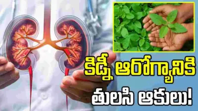 తులసి ఆకులు నమిలితే కిడ్నీ స్టోన్స్ కరిగిపోతాయా?