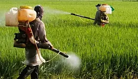 வெளிநாடுகளில் தடை.. இந்தியாவில் அதிகரிக்கும் பூச்சிக்கொல்லி பயன்பாடு.. புற்றுநோய் அபாயம்!