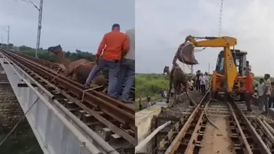 ರೈಲ್ವೆ ಹಳಿಗಳ ನಡುವೆ ಸಿಲುಕಿಕೊಂಡ ಒಂಟೆ: ಪೈಲೆಟ್ ಸಮಯಪ್ರಜ್ಞೆಯಿಂದ ತಪ್ಪಿತು ದುರಂತ; ರಕ್ಷಣಾ ಕಾರ್ಯಾಚರಣೆಯ ವಿಡಿಯೊ ವೈರಲ್