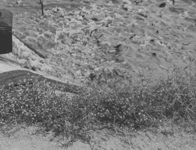 Illegal catfish farms use chicken waste in Gadwal