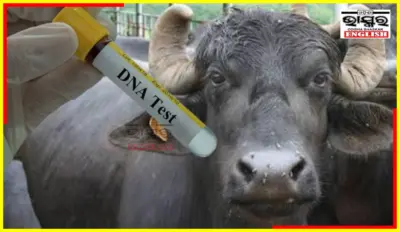 Buffalo DNA Test Ordered to Resolve Ownership Dispute in Bihar