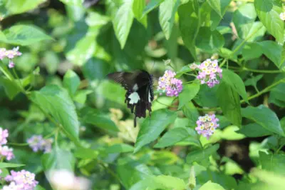 Butterflies thriving on invasive weeds in Raimona National Park: Study