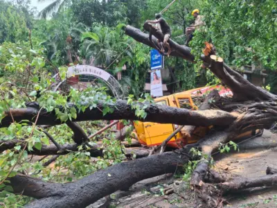 झाडांभोवतीचे काँक्रीट काढल्याचा बीएमसीचा दावा खोटा
