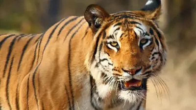 పాపికొండలు అడవుల్లో పెద్దపులి కలకలం