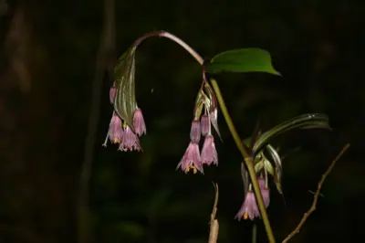 New Arunachal plant species named after Yobin tribe