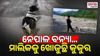 Dog Searches For Owner: ବନ୍ୟାରେ ଭାସିଗଲା ଘର, ଧ୍ୱଂସସ୍ତୁପ ମଧ୍ୟରେ ମାଲିକଙ୍କୁ ଖୋଜୁଛି କୁକୁର
