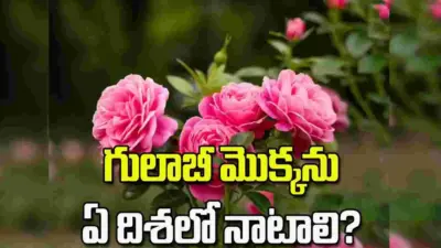 ఇంట్లో గులాబీ మొక్క పెంచుతున్నారా? అయితే ఈ విషయాలు తెలుసుకోండి