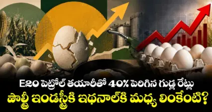 E20 పెట్రోల్ తయారీతో 40% పెరిగిన గుడ్ల రేట్లు.. పౌల్ట్రీ ఇండస్ట్రీకి ఇథనాల్కి మధ్య లింకేంటి?