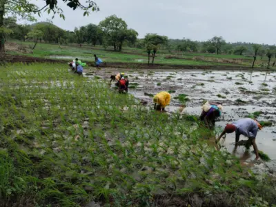 रायगड जिल्ह्यातील भातलावणीला वेग