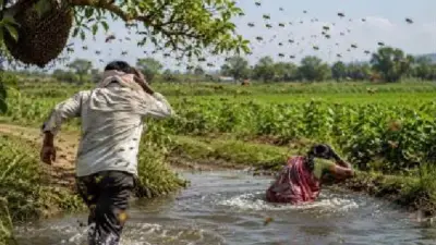 "భార్య గుండెలవిసే ఆర్తనాదం..!" పొలంలో పనిచేస్తుండగా ఊహించని ఘోరం.. తేనెటీగల దాడిలో భర్త దుర్మరణం..!!