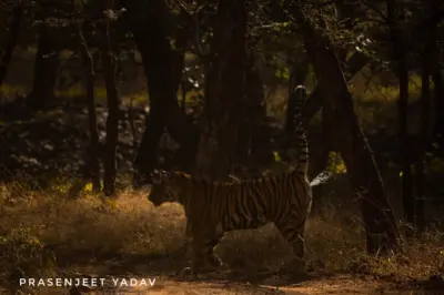 Tiger pee could transform wildlife monitoring: Study