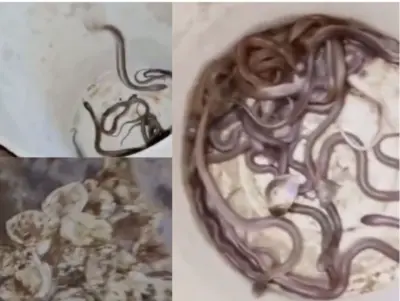சென்னை எத்திராஜ் கல்லூரி அருகே பர பரப்பு: தரைக்குக் கீழே காத்திருந்த ஆபத்து - ஒரே இடத்தில் 19 நாகப்பாம்பு குட்டிகள் மீட்பு!