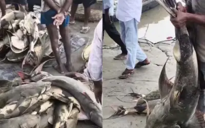 കഴിച്ചവര്ക്ക് ആരോഗ്യപ്രശ്നം; പ്രളയജലത്തിനൊപ്പമെത്തുന്ന പരിചയമില്ലാത്ത മത്സ്യങ്ങള് കഴിക്കരുത്; മുന്നറിയിപ്പ് നല്കി ബിഹാര് സര്ക്കാര്