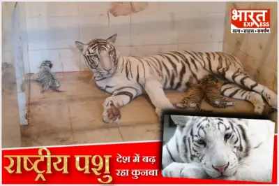 भारत में अब साढ़े 3 हजार से ज्यादा बाघ: सफेद बाघिन 'मीरा' ने टाइगर स्टेट में 3 शावकों को दिया जन्म, बना यह रिकॉर्ड